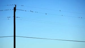 birds 1030919 1920