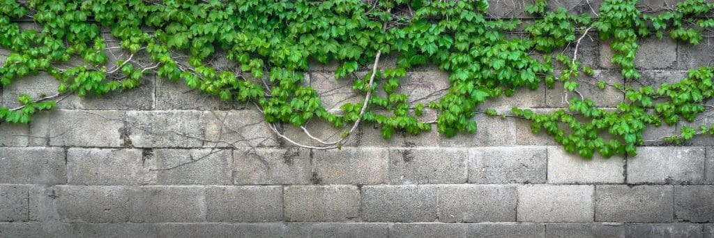 ivy 1350177 1920