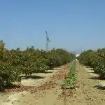 Rancho Rodoro Avacado Groves